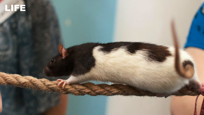 Самый толстый хомяк и крыса канатоходец