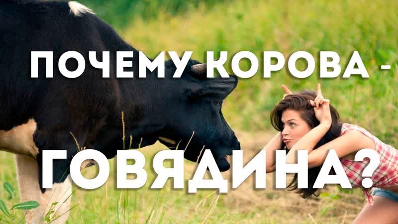 Сундаков виталий почему мясо коровы называется говядина