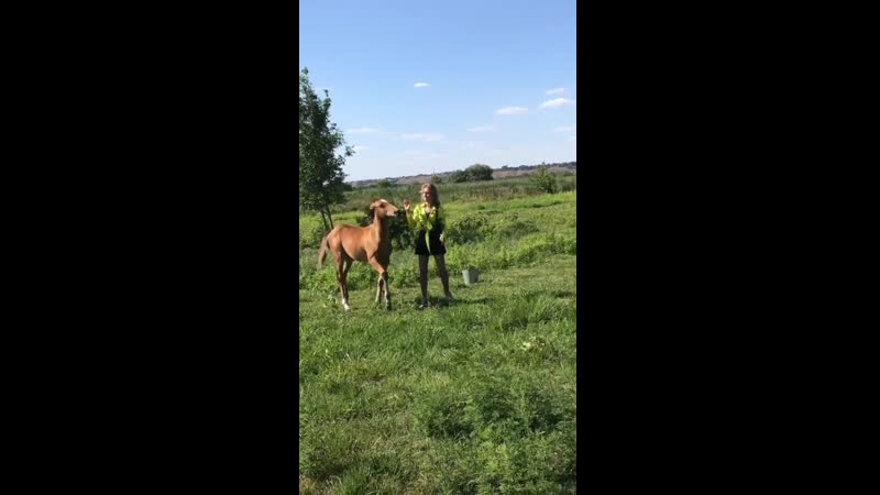 Короткая и печальная история про девушку и пони