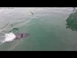 Тунец случайно съел чайку вместо рыбы, но потом выплюнул её / giant tuna swallows a seagull whole before spitting it out