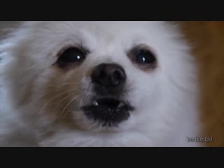 Псина чихнула и смешно скукожилась