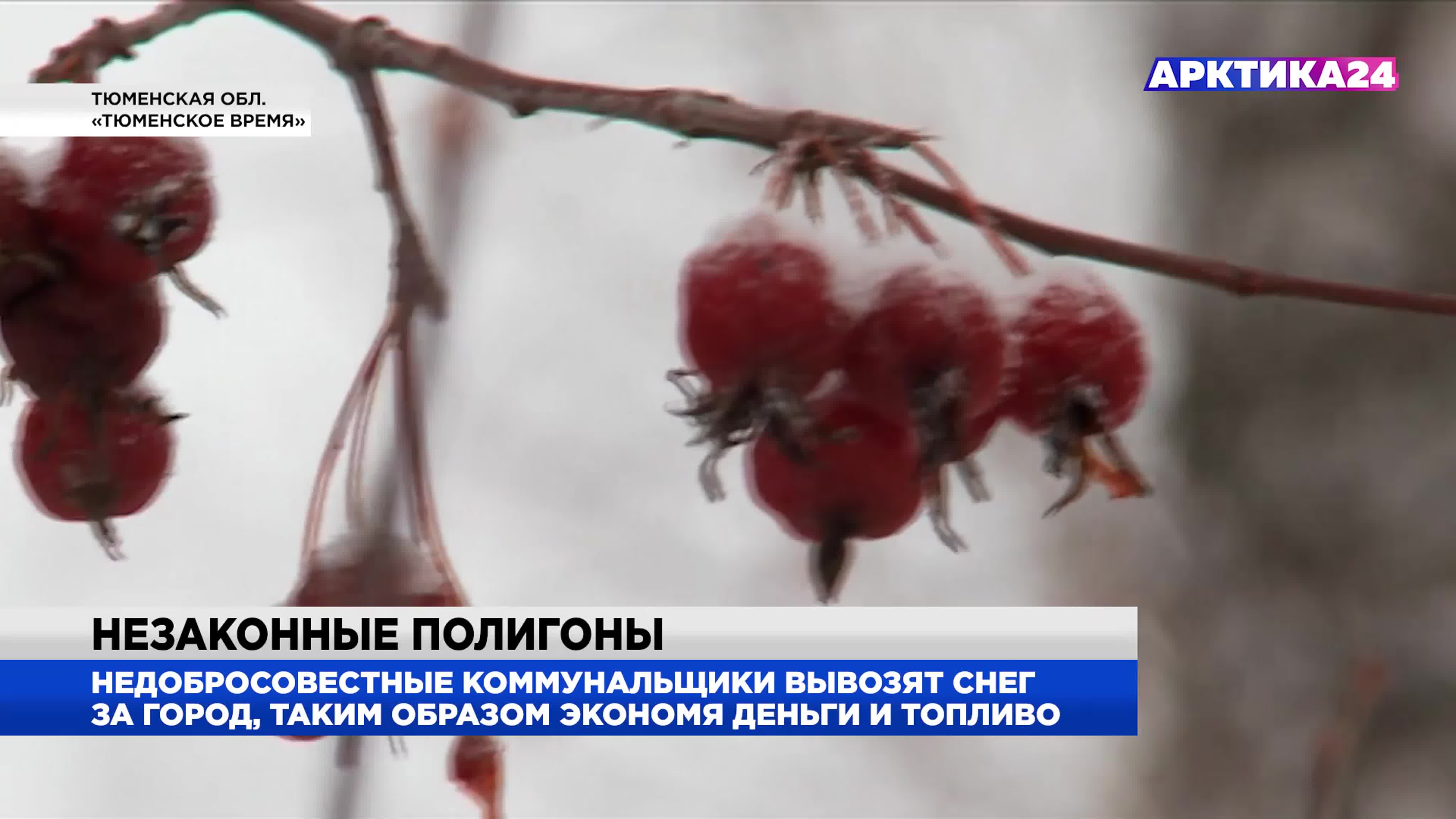 Коммунальщиков в тюмени поймали на складировании снега в неположенном месте  mp4