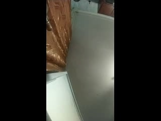 Live japan rabbit