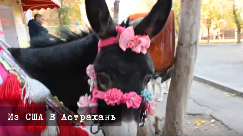 Из сша в астрахань мое путешествие в отчизну