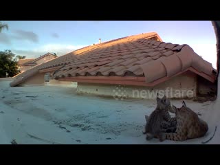 Curious bobcat kittens inspect camera on roof