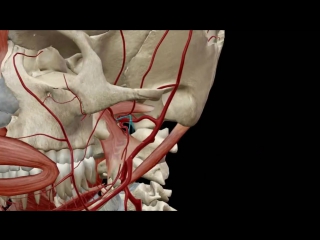 Верхнечелюстная артерия анатомия 3 d
