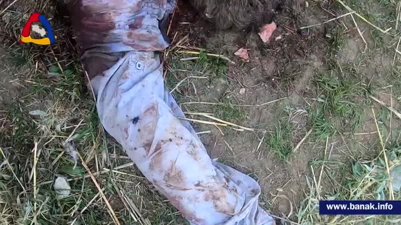 Азербайджанские солдаты лучшая пища для кабанов!