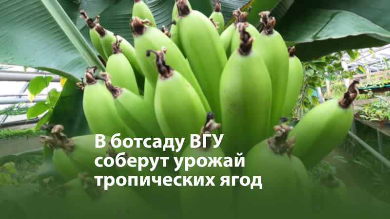 Бананах porn video – Работник ботсада вгу о воронежских бананах