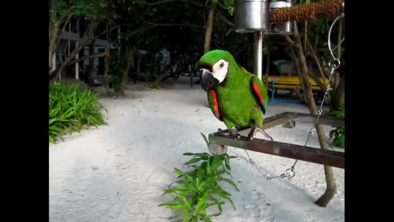 Parrot porn video – Funny parrot