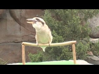 Kookaburra calls in cincinnati porn