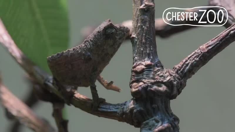 Tiny fingertip sized pygmy chameleons hatch at chester porn