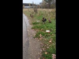 Vid 20201023 102627 mp4