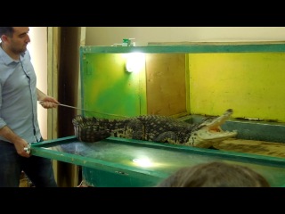 Нильский крокодил