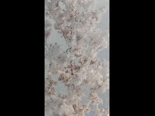 Video 20210111 104009 mp4