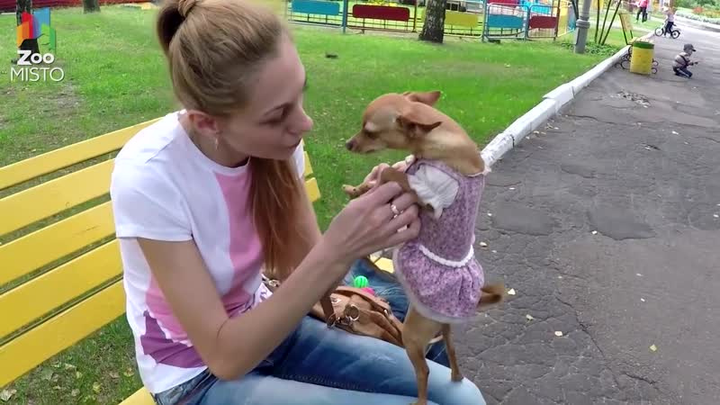 Russkiy toy terer vse o porode sobaki sobaka porodi russkiy toy terer mp4