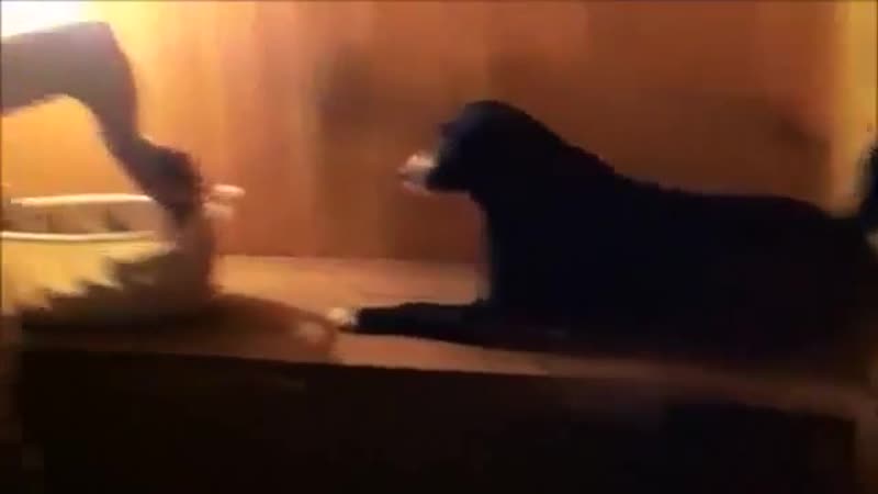 Песик любит париться в бане gtcbr k,bn gfhbnmcz d,fyt