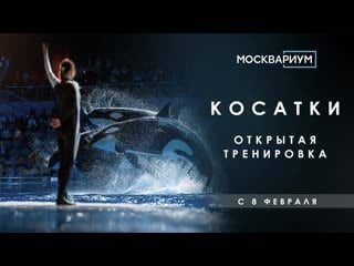 Косатки открытые тренирои