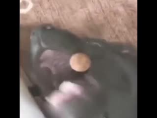 Глупый собакен