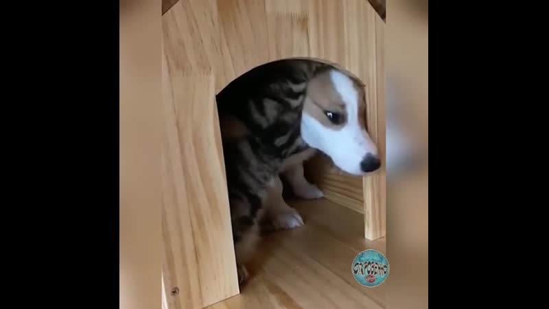 Котей любит свою собачку)