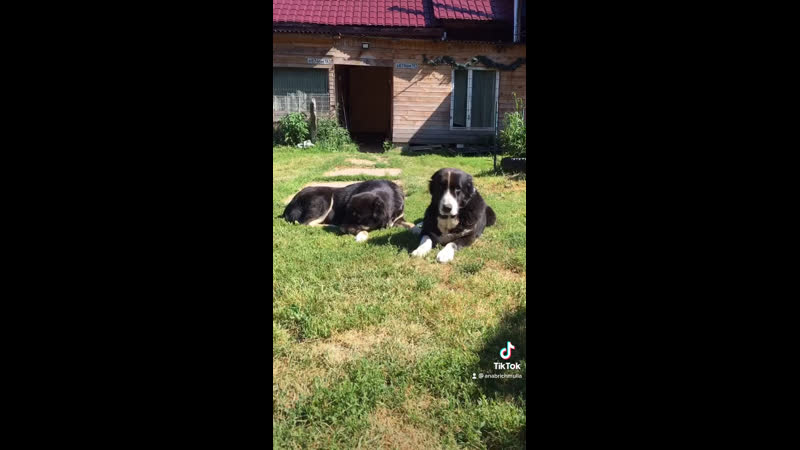 Буля и кара жарища