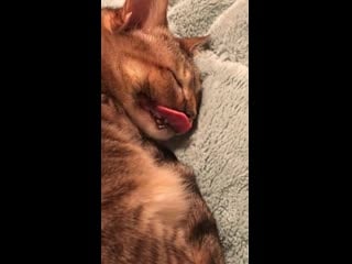 Dandy (and her tongue) is the ultimate derp when she dreams