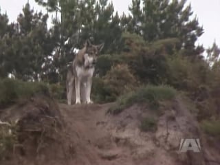 The littlest hobo s04e01 the spirit of thunder rock part 1 cakl