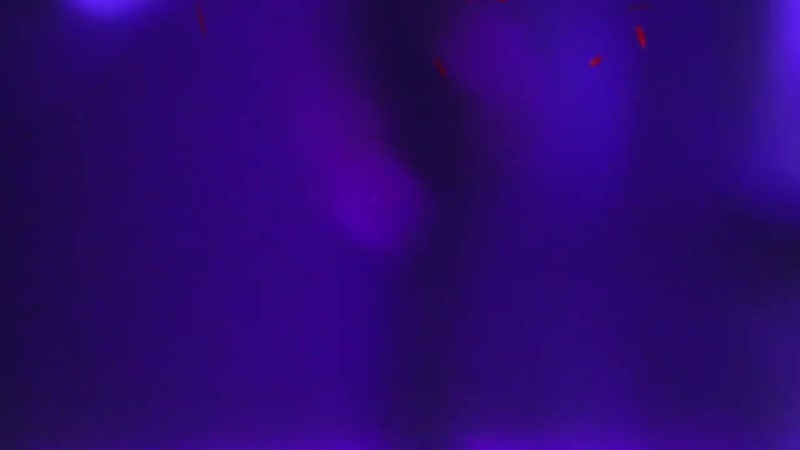 Jeonghan purple rose ideal cut svt