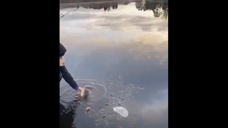 Огромный окунь