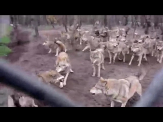 Набросились шакалы
