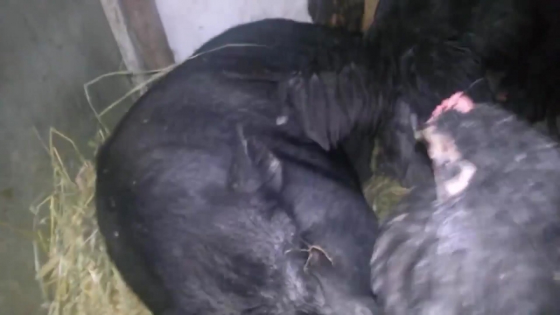 Нажрался как свинья и еще баб привел домой )