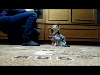 Video guru 20190228 194907458 mp4