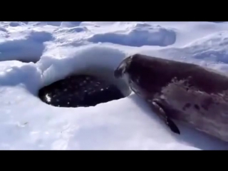 Нормально всё ?нормально
