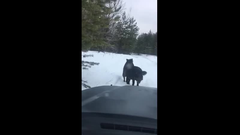 Занимаются своими делами pfybvf ncz cdjbvb ltkfvb