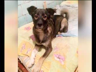 Пушистая рубрика милашка соня