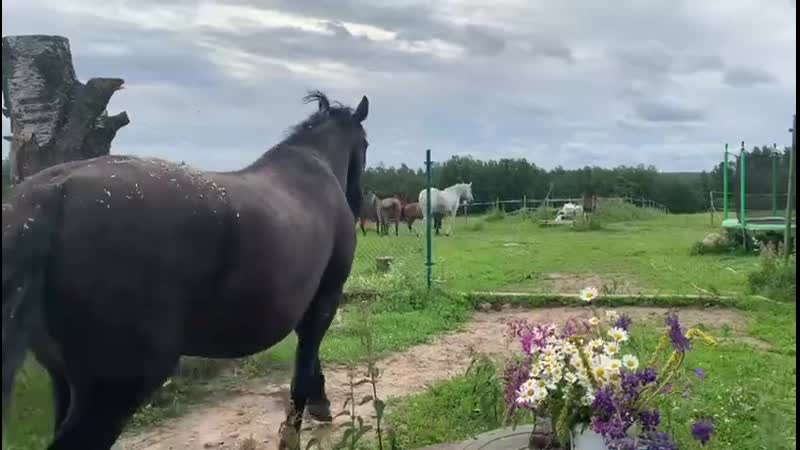 Утренние приветствия)