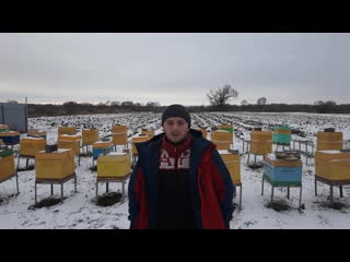 Зимоа пчёл на улице осмотр на расплод