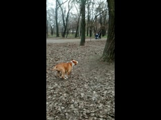 #темвременем #тренироа #стафф #терьер