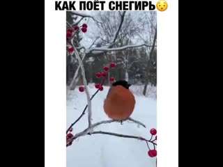 Снегирь поет