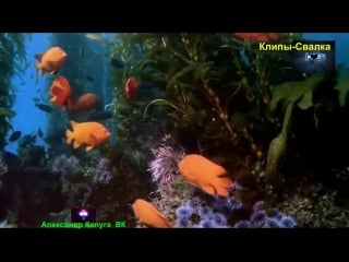 Yakuro supernova explosion hq