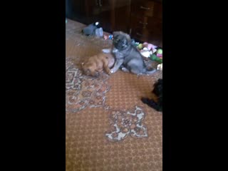 Vid 20170503 081951 641 mp4