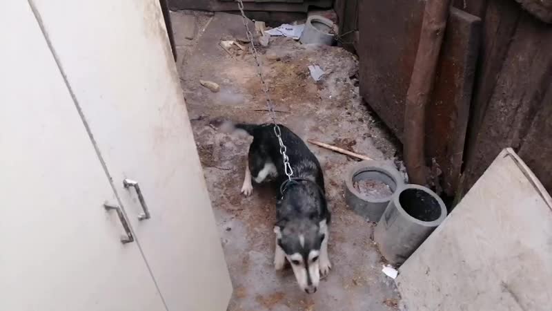 Брошенная собачка на произвол судьбы mp4