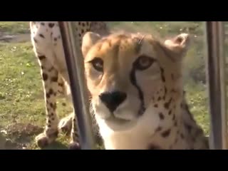 Fun fact cheetahs cant roar only meow