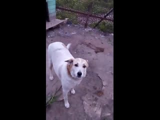 Live группа помощи бездомным молодые "sos" г муром