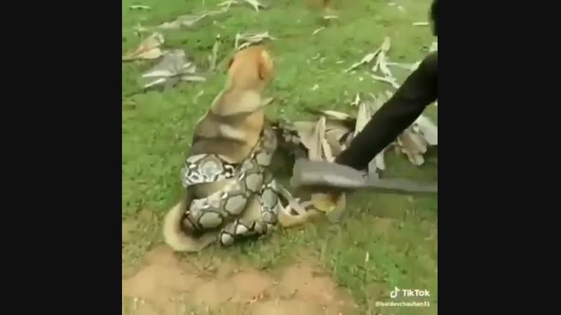 Не могу не поделиться етим видео, я удевляюсь сколько смелости у етих мальчиков, спасли беднягу