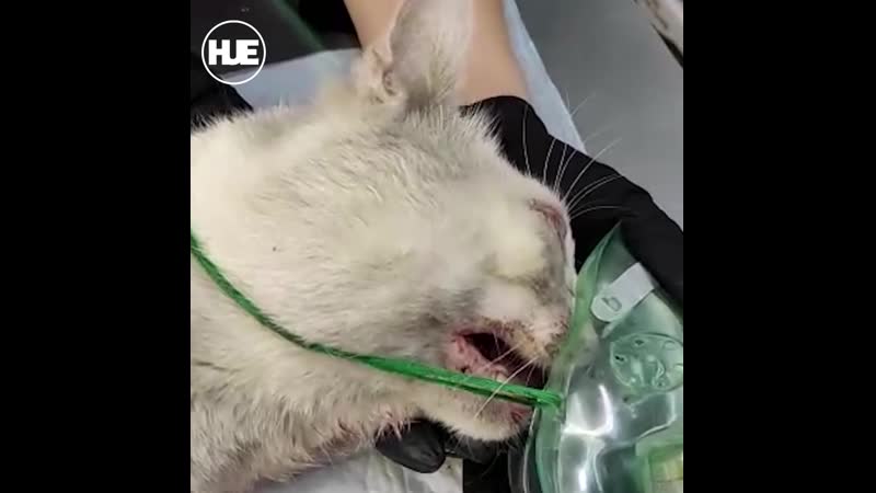 В белгороде кто то вырывает кошкам зубы