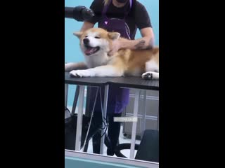 Com/shibasandakitas instagram com/akira hime akitainu