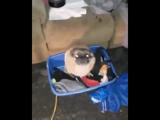 Дома притворяюсь, что я сексуальный и я в ночном клубе дрожит, что задницу