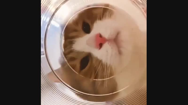 А ну вылазь (vhs video)