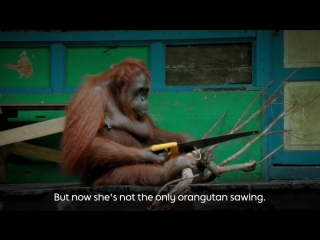 Amazing orangutan masters using a saw