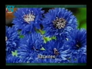 Фитотерапия урок 3 1 фитотерапия и сердечно сосудистые заболевания часть 2